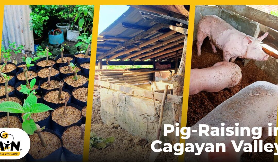 From Struggling to Surviving: How Pig-Raising is Transforming Lives in Cagayan Valley